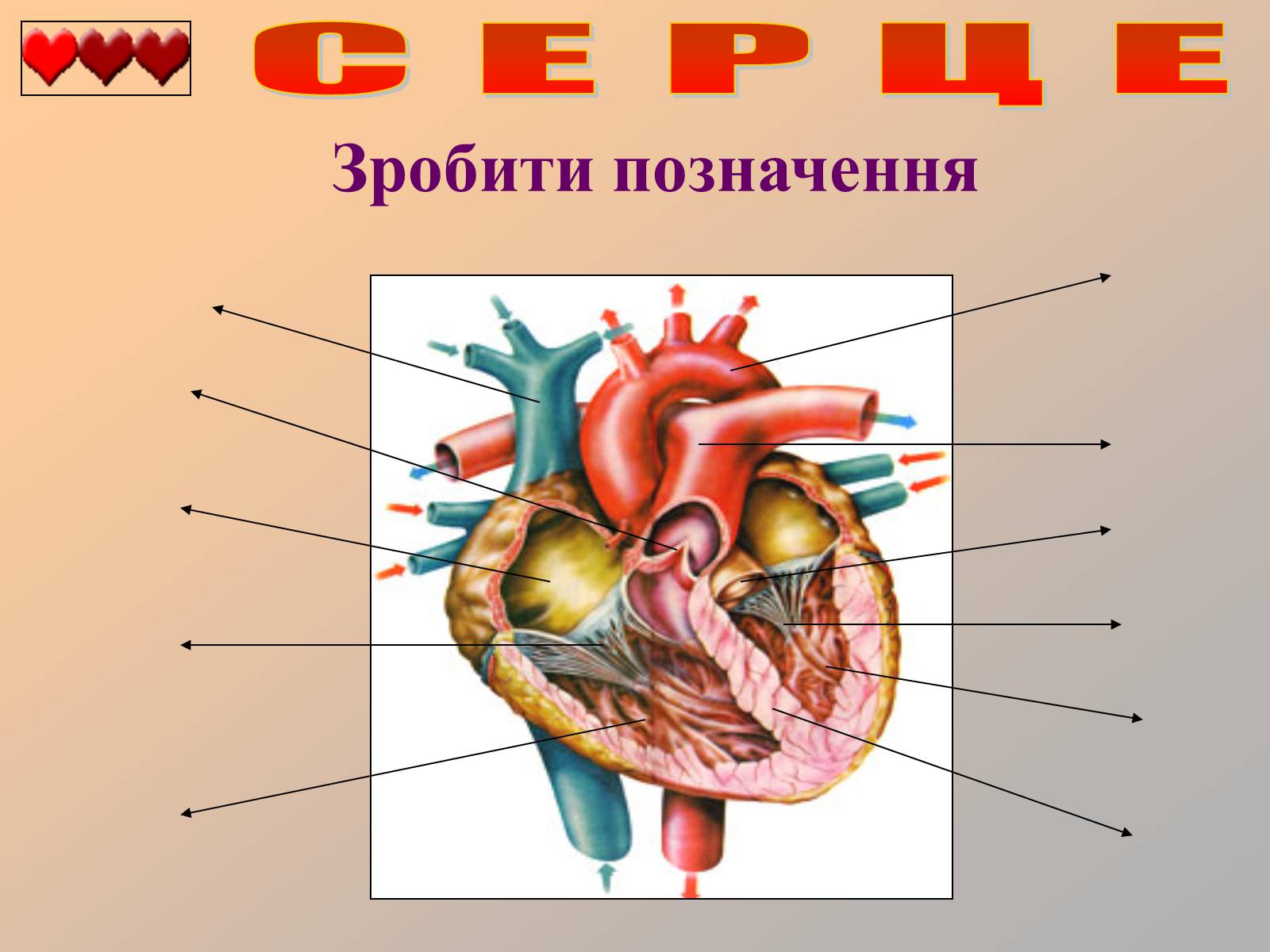 Презентація на тему «Серце людини» (варіант 1) - Слайд #35