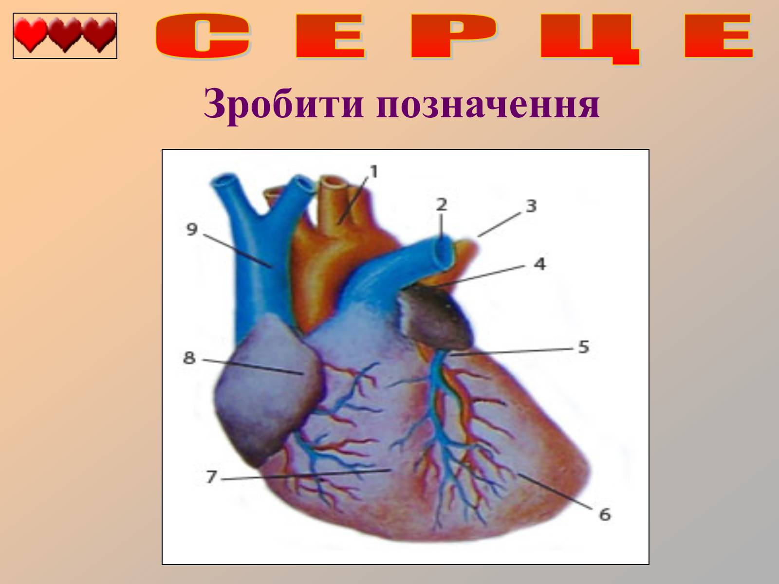 Презентація на тему «Серце людини» (варіант 1) - Слайд #36