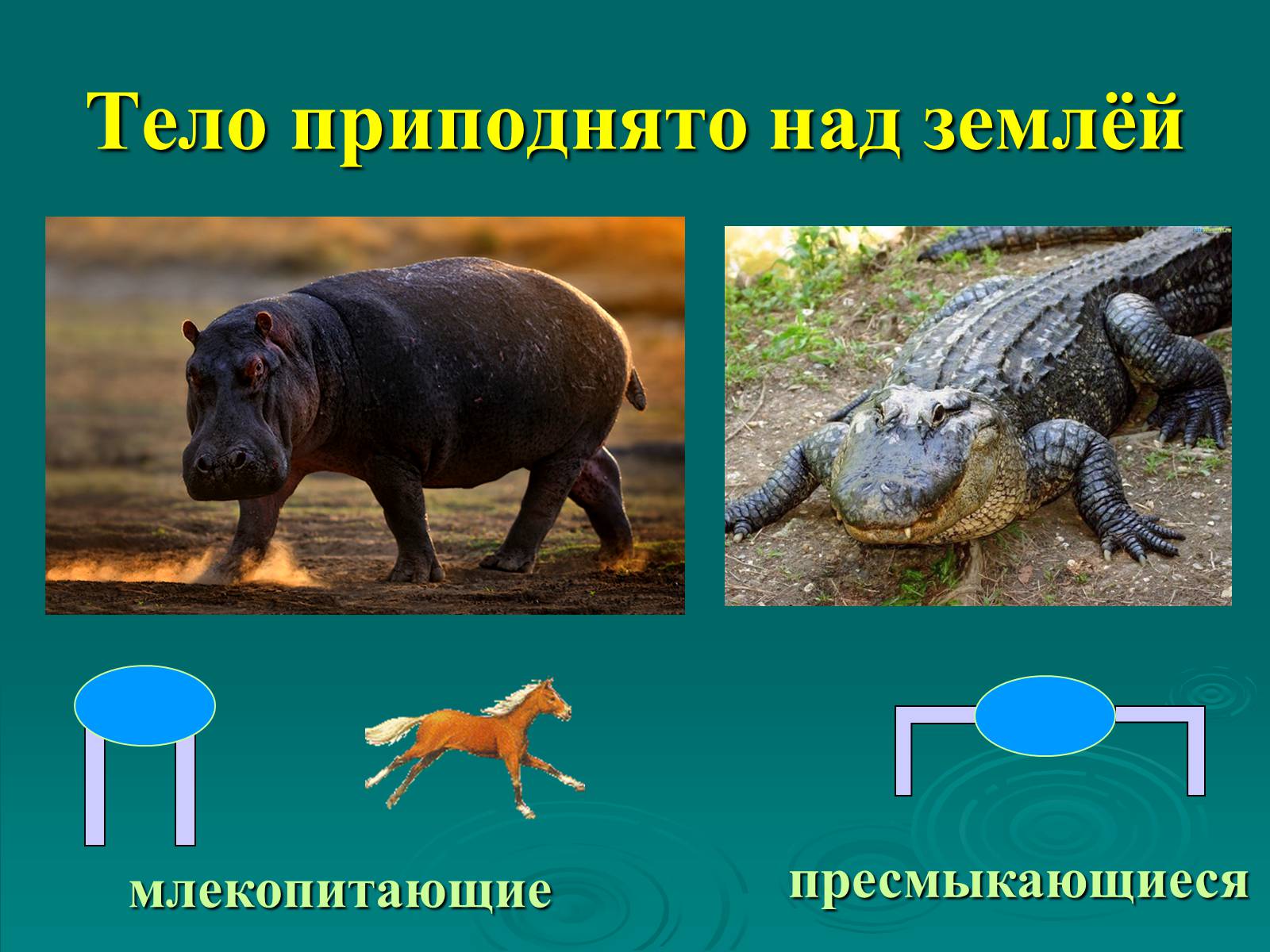 Презентація на тему «Класс Млекопитающие» (варіант 2) - Слайд #4