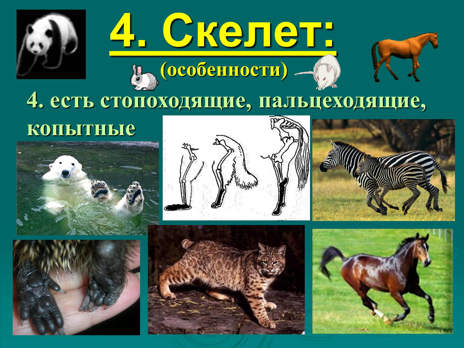Презентація на тему «Класс Млекопитающие» (варіант 2) - Слайд #9