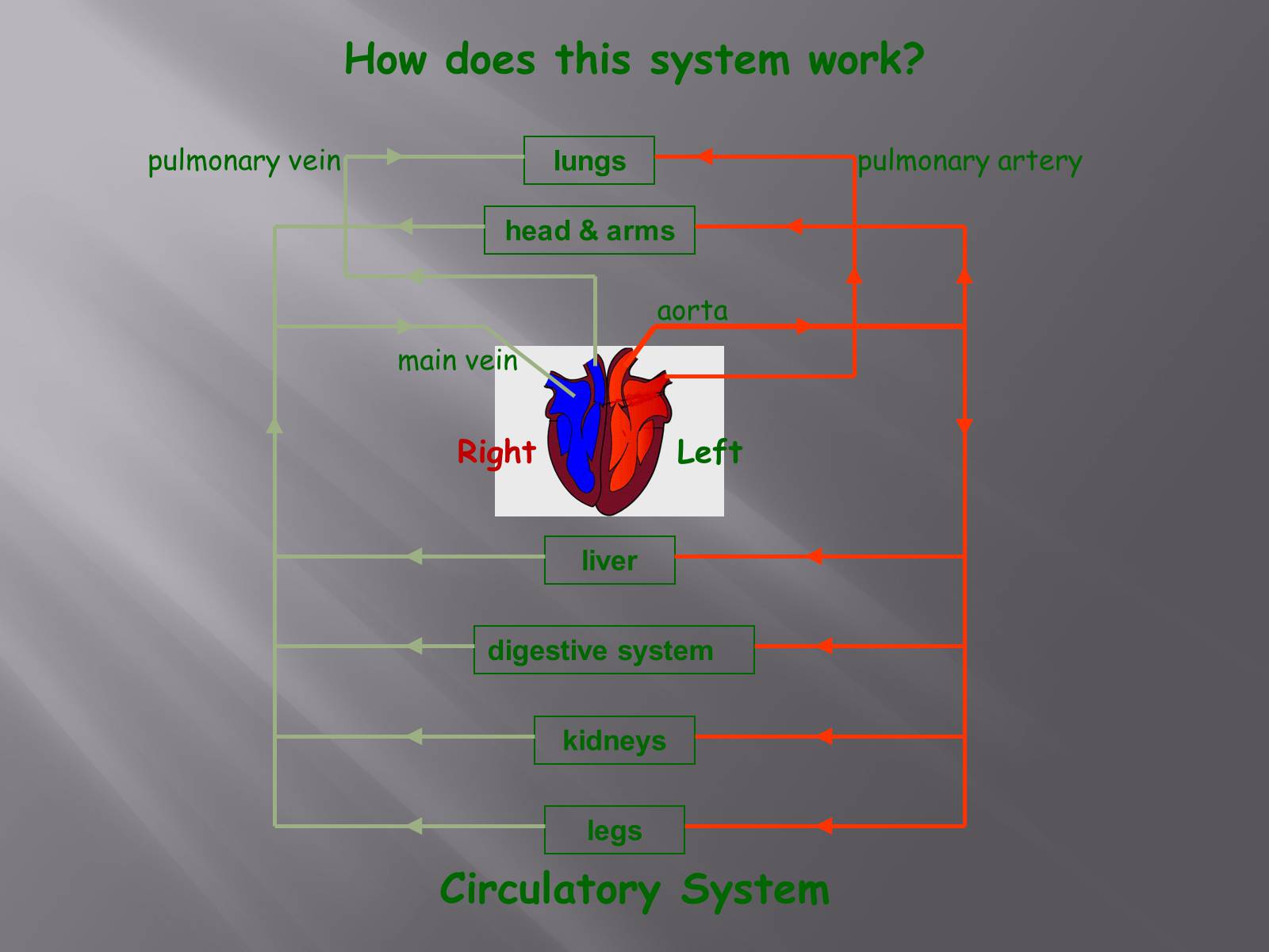 Презентація на тему «Circulatory System» - Слайд #3