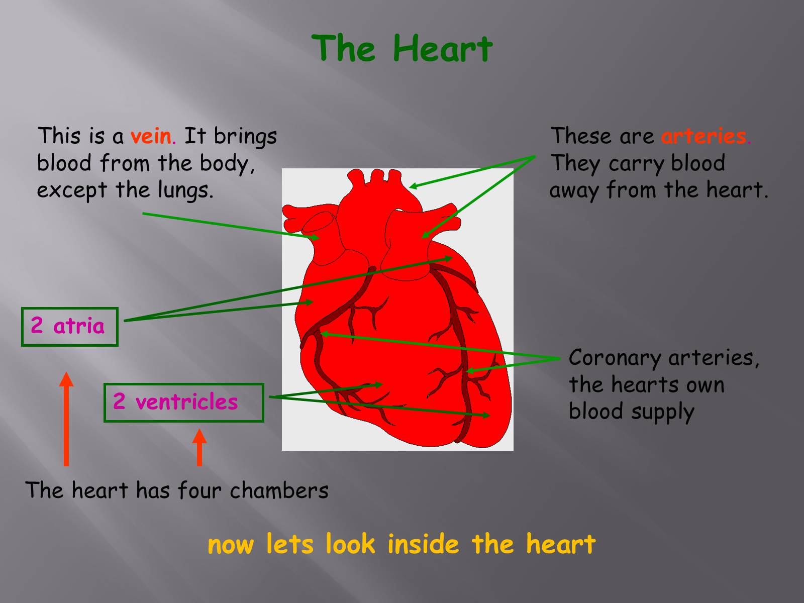 Презентація на тему «Circulatory System» - Слайд #5