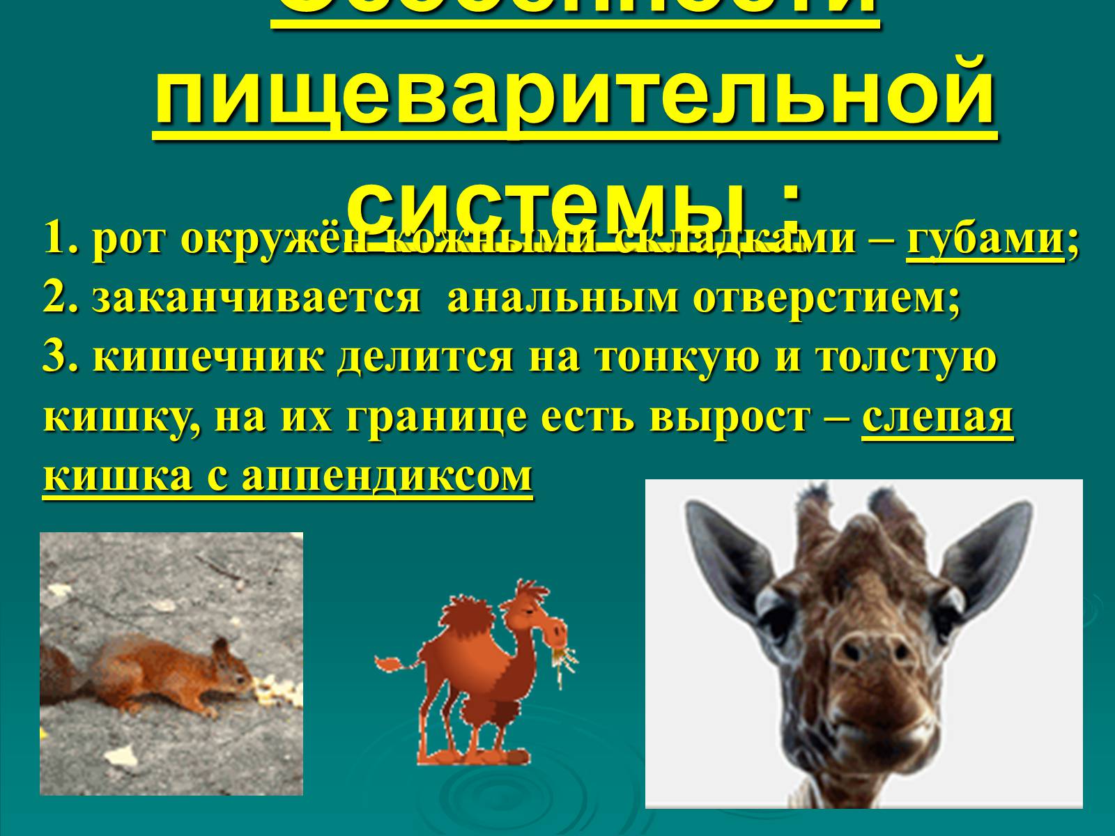 Презентація на тему «Класс Млекопитающие» (варіант 2) - Слайд #14