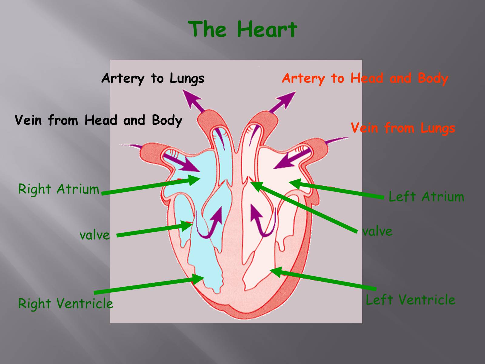 Презентація на тему «Circulatory System» - Слайд #7