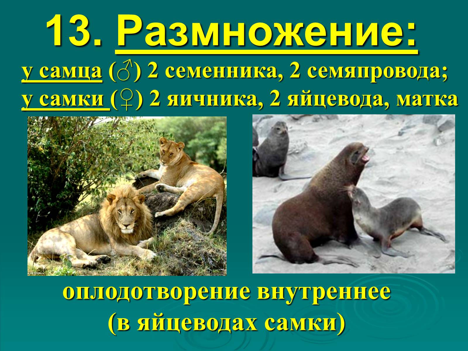 Презентація на тему «Класс Млекопитающие» (варіант 2) - Слайд #22