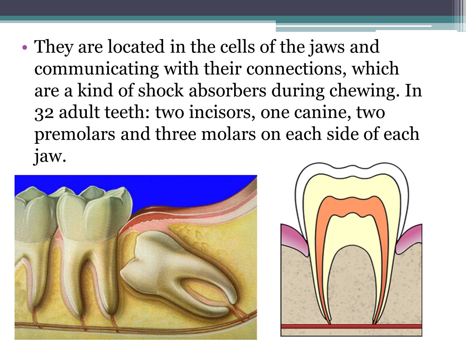 Презентація на тему «Teeth» - Слайд #3