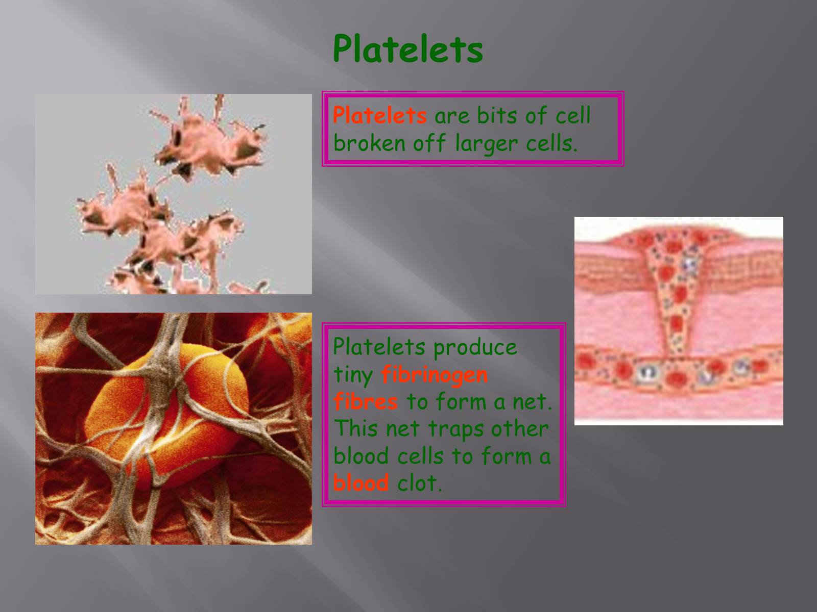 Презентація на тему «Circulatory System» - Слайд #16