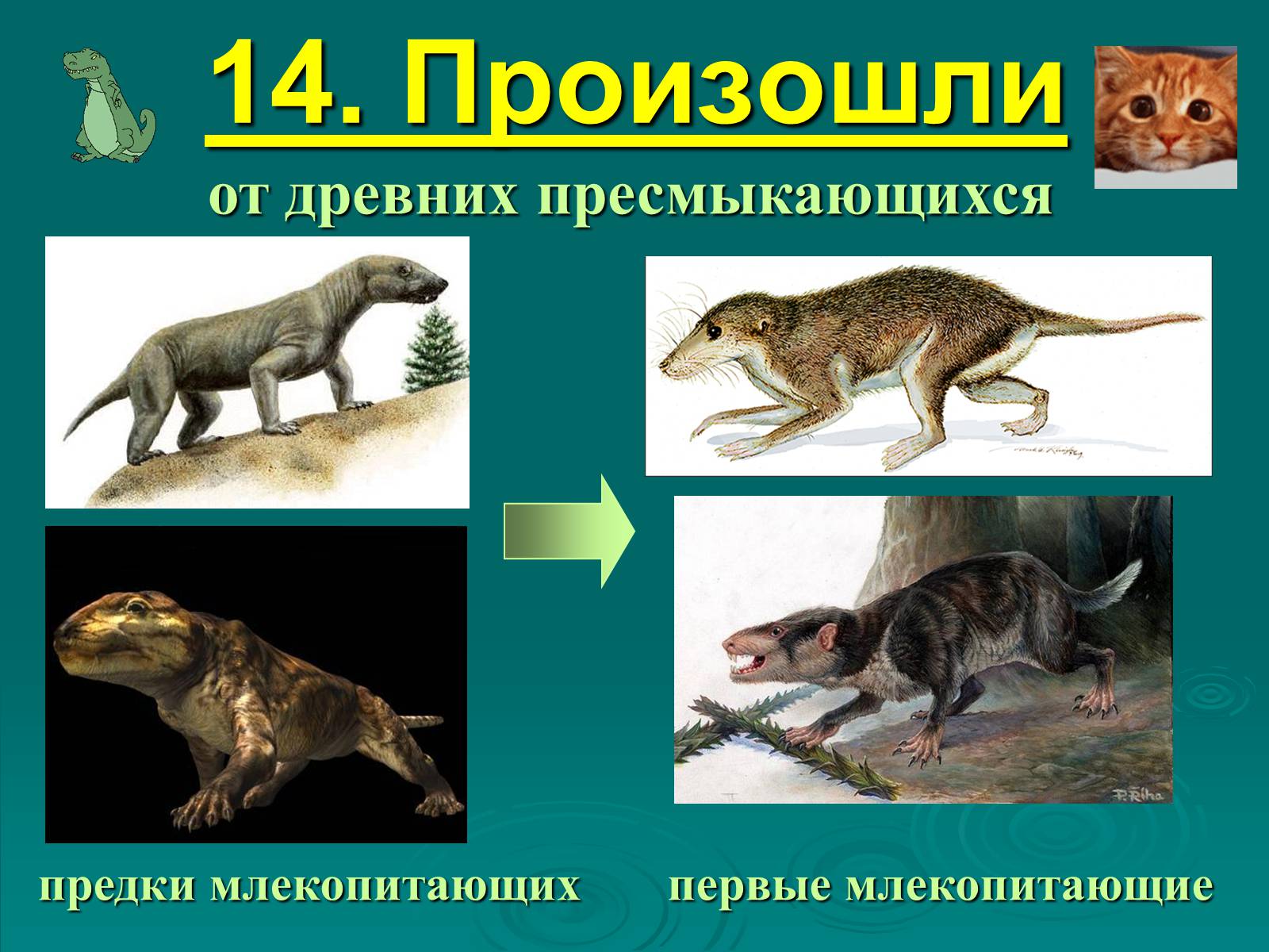 Презентація на тему «Класс Млекопитающие» (варіант 2) - Слайд #26