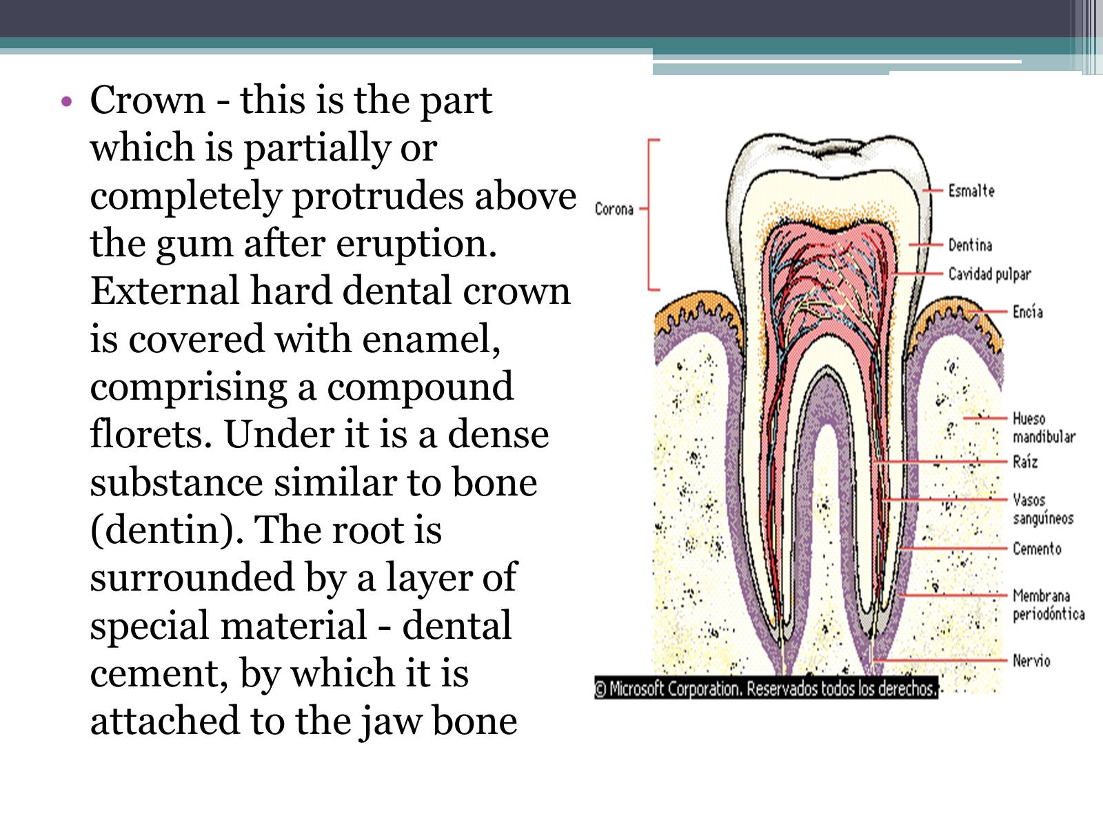 Презентація на тему «Teeth» - Слайд #6