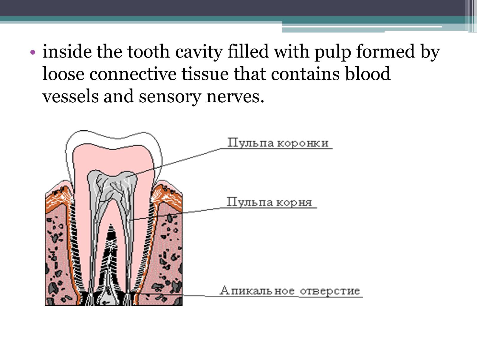 Презентація на тему «Teeth» - Слайд #7