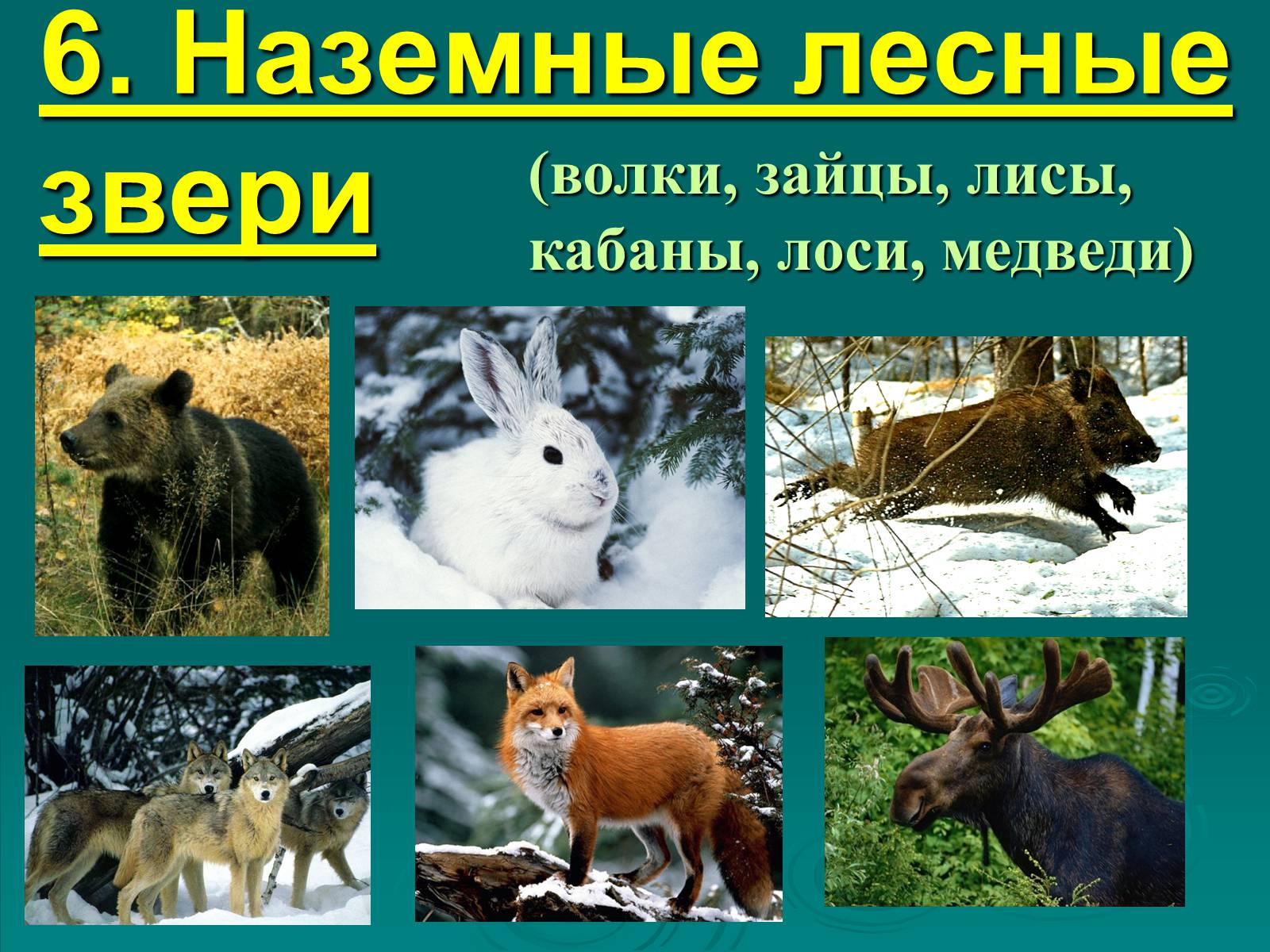Презентація на тему «Класс Млекопитающие» (варіант 2) - Слайд #33