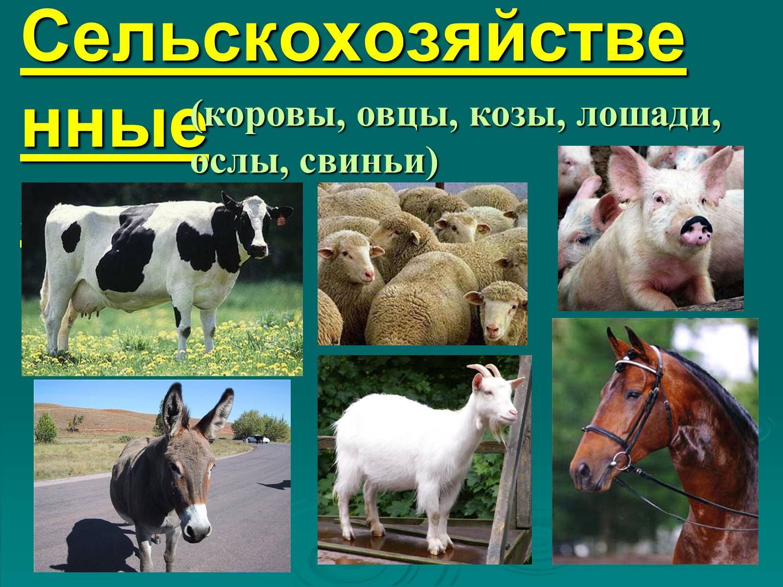 Коз коне. Коровы овцы козы. Корова свинья баран. Млекопитающие животные корова. Корова коза баран.