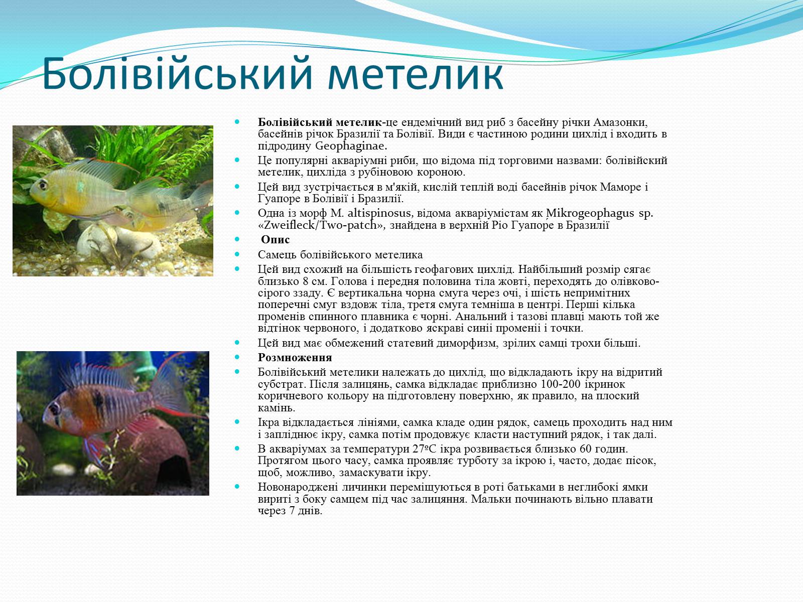Презентація на тему «Риби наших водойм» - Слайд #2