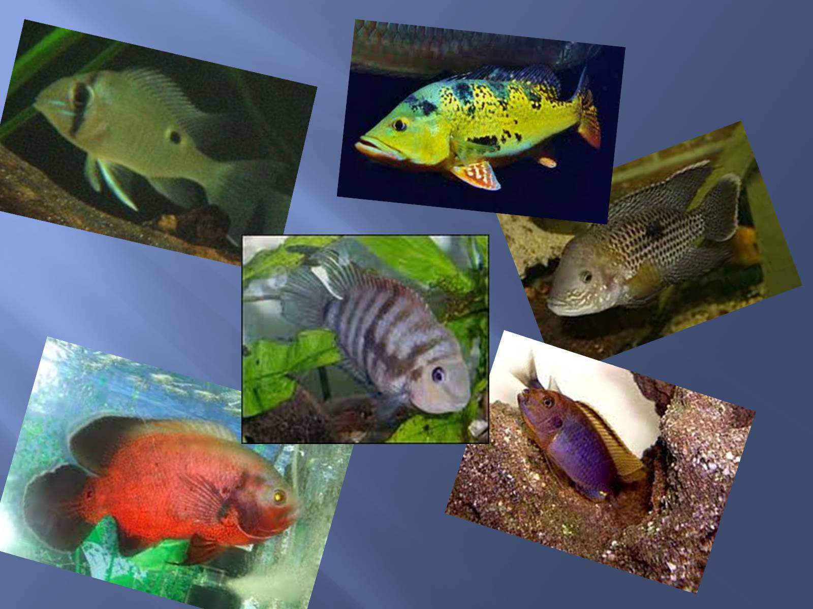 Презентація на тему «Риби наших водойм» - Слайд #7