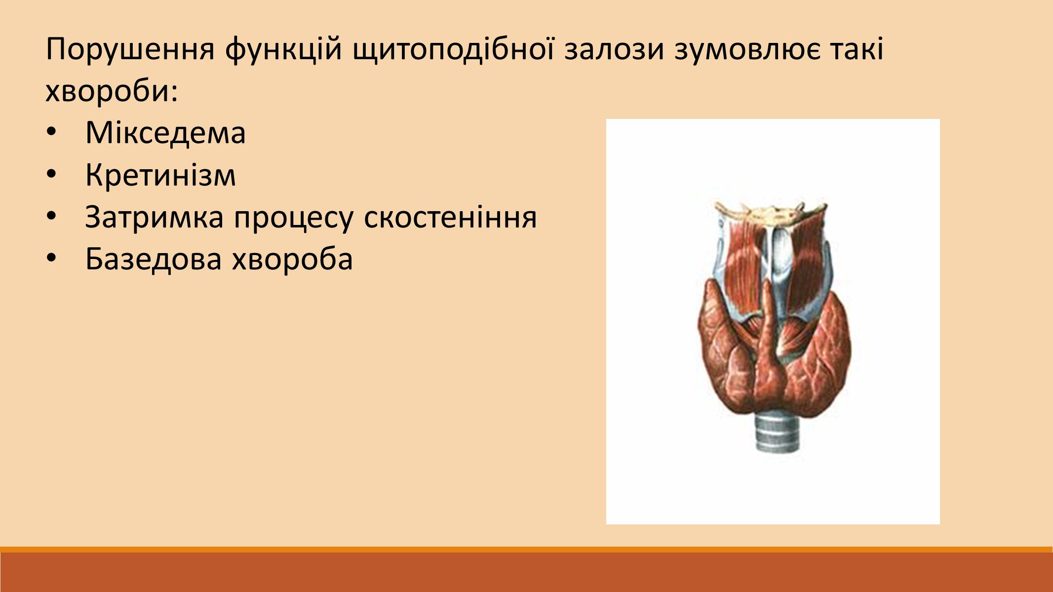 Презентація на тему «Ендокринна регуляція функцій організму» - Слайд #14