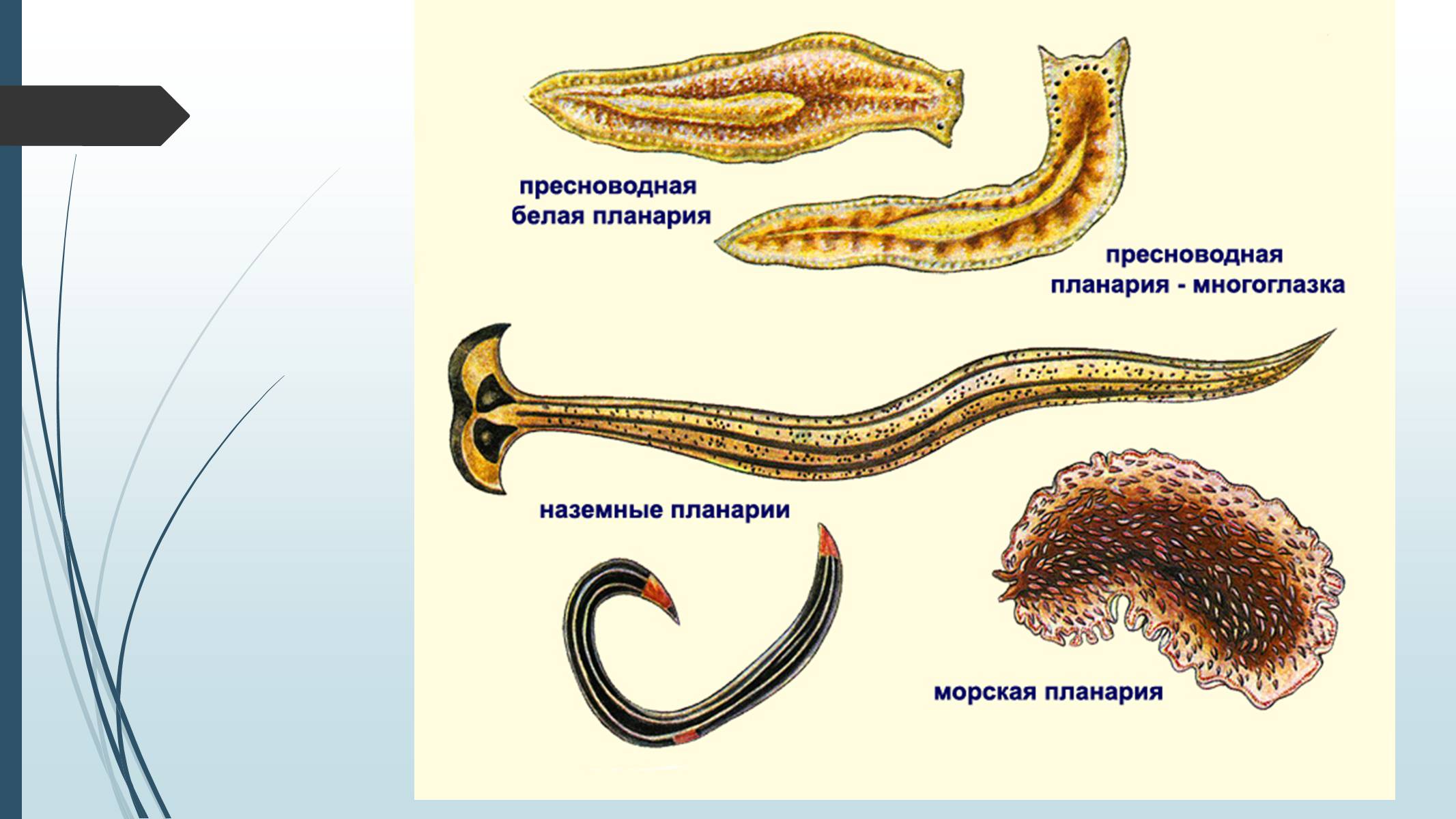 Класс реснитчатые черви представители