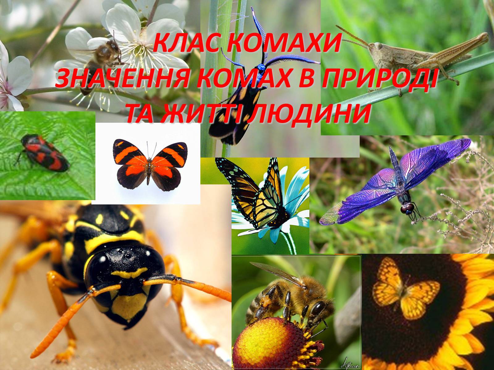 Презентація на тему «Значення комах в природі та житті людини» - Слайд #2