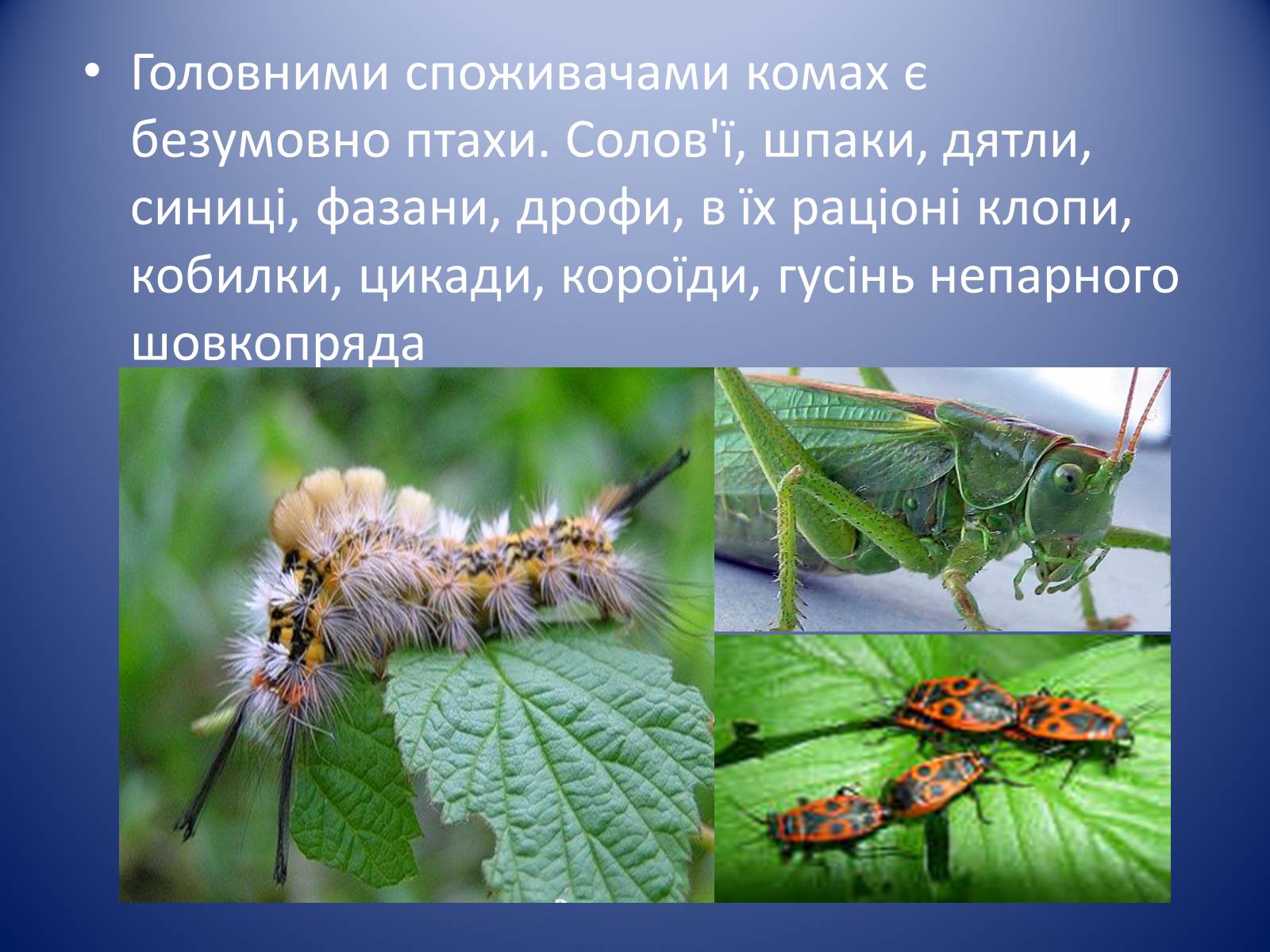 Презентація на тему «Значення комах в природі та житті людини» - Слайд #5