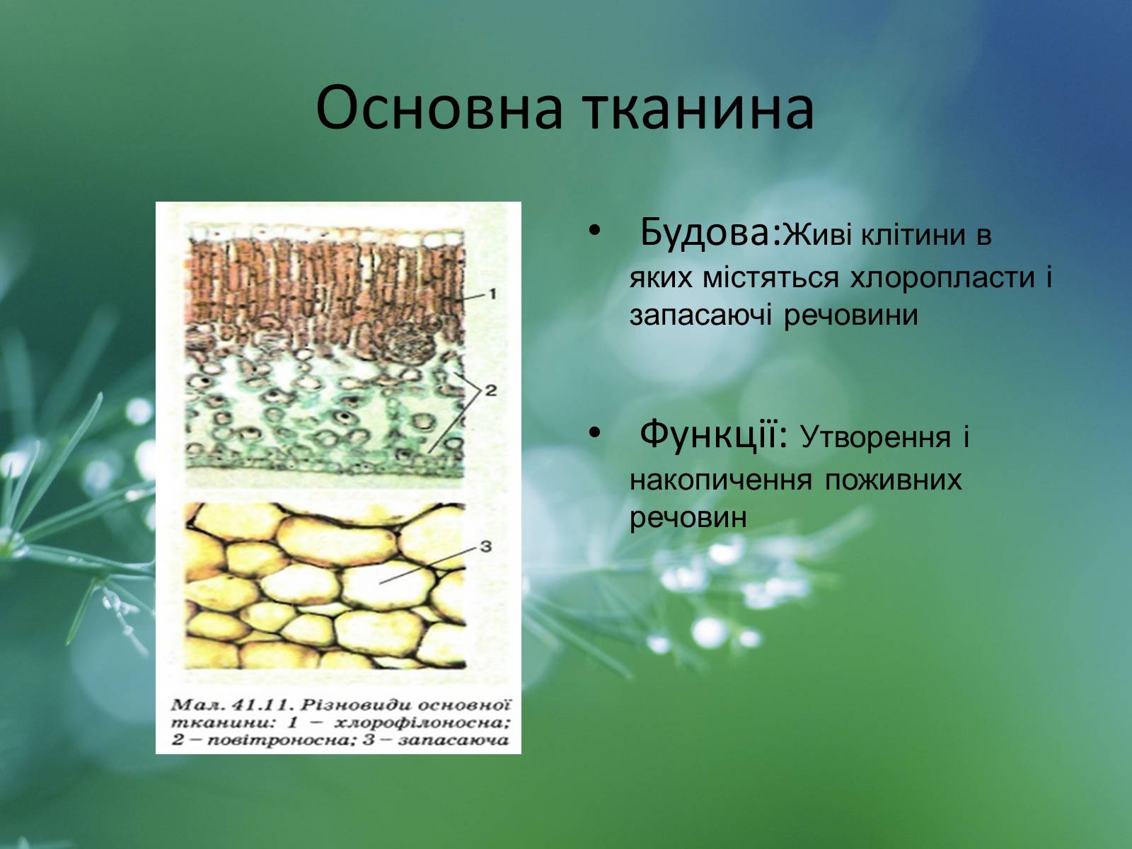 Презентація на тему «Тканини рослин» - Слайд #12