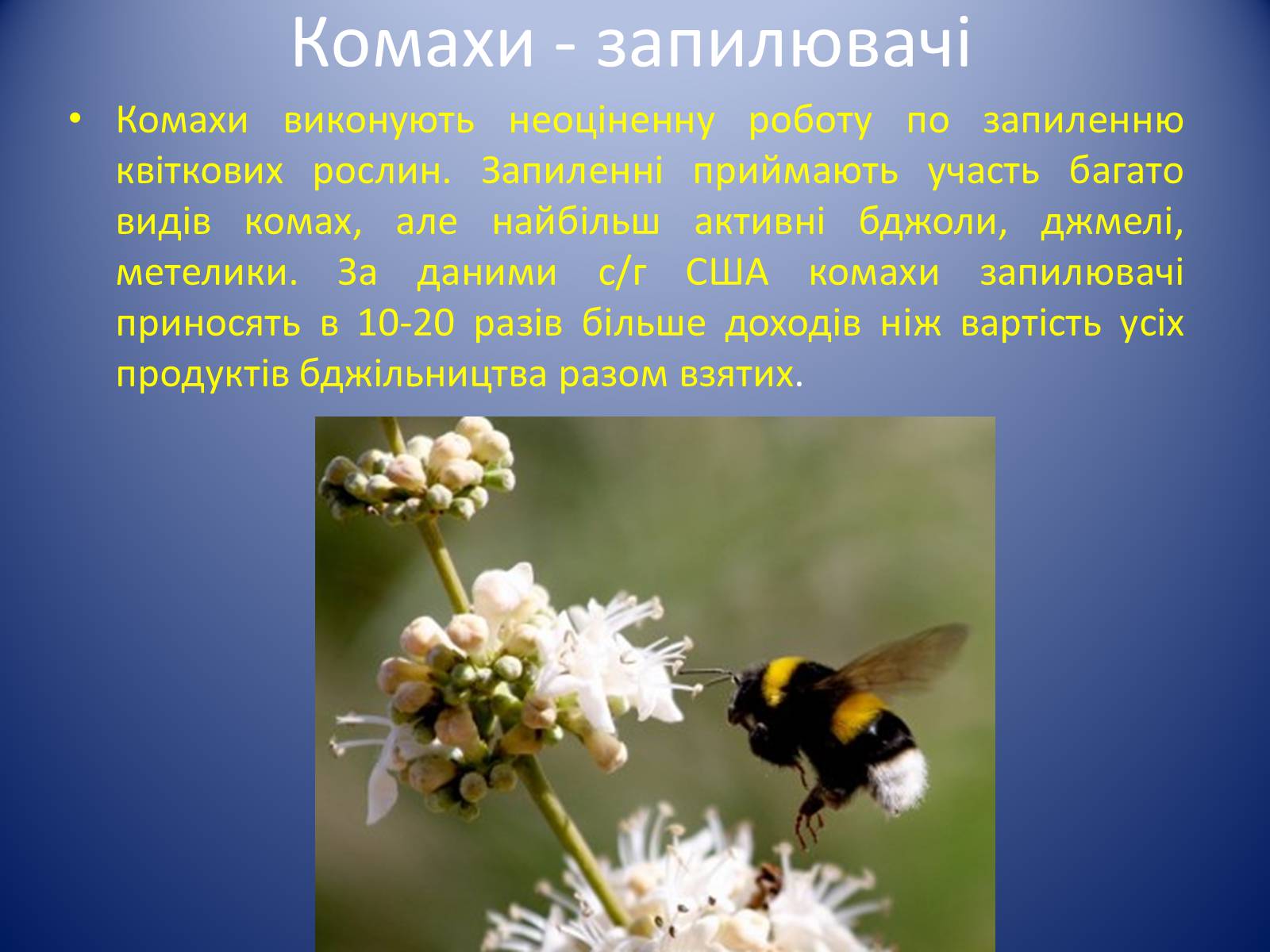 Презентація на тему «Значення комах в природі та житті людини» - Слайд #7