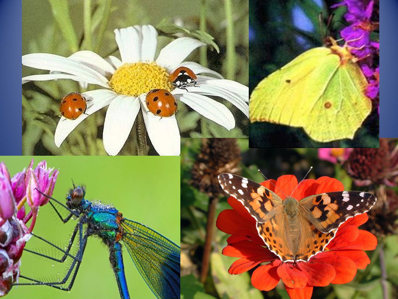 Презентація на тему «Значення комах в природі та житті людини» - Слайд #8