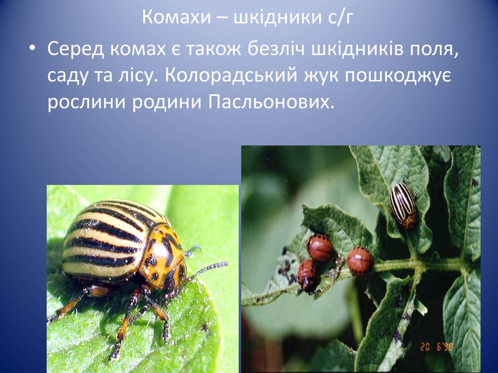 Презентація на тему «Значення комах в природі та житті людини» - Слайд #10