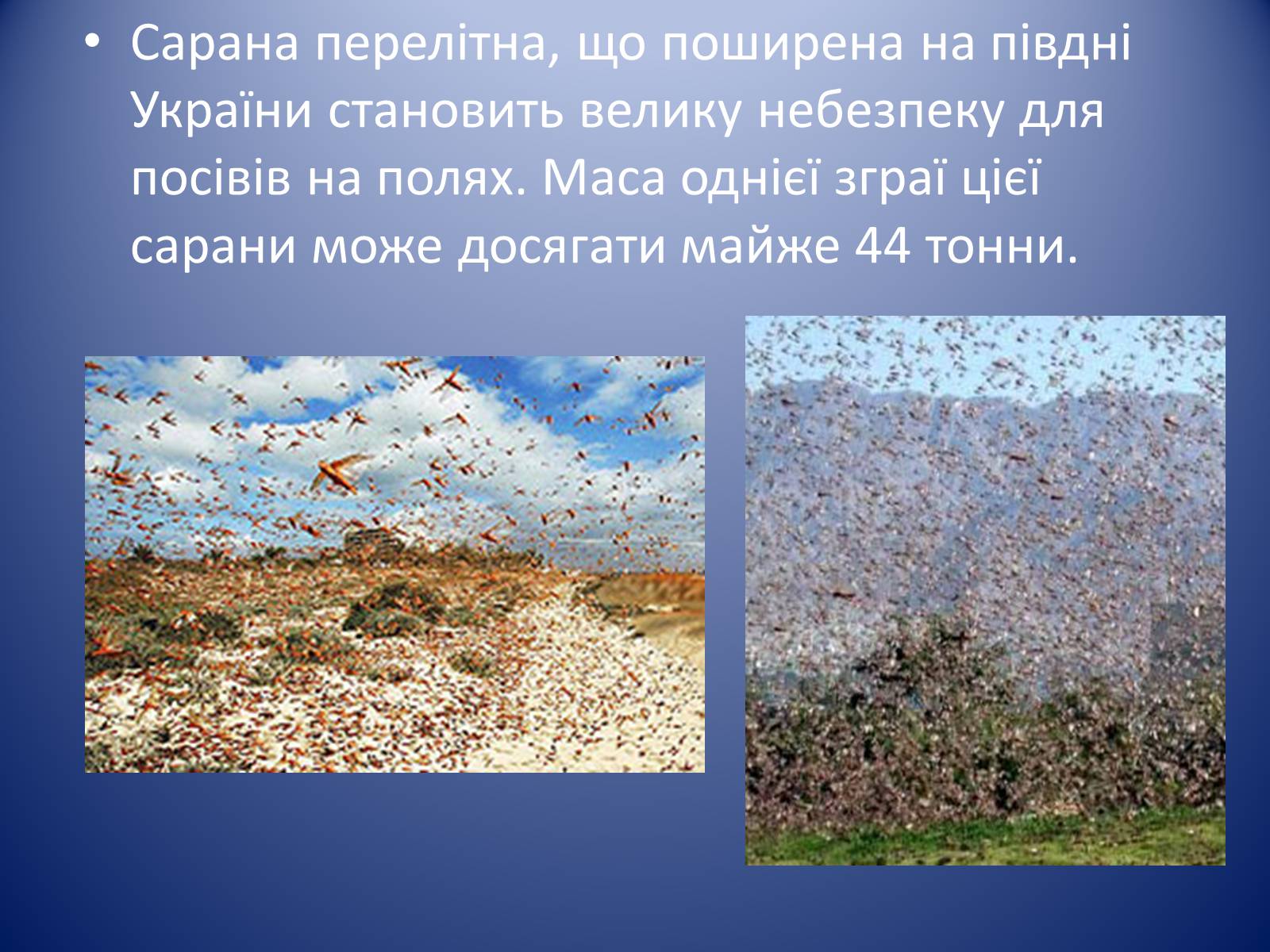 Презентація на тему «Значення комах в природі та житті людини» - Слайд #11