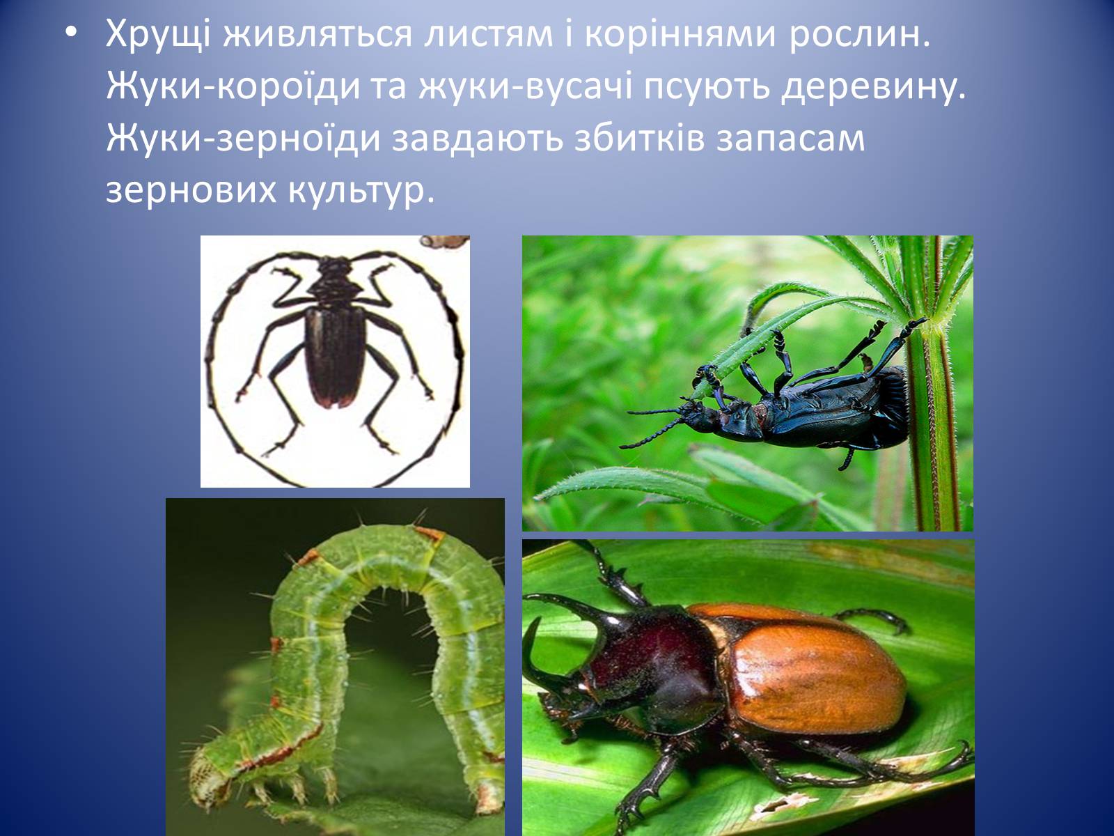 Презентація на тему «Значення комах в природі та житті людини» - Слайд #12