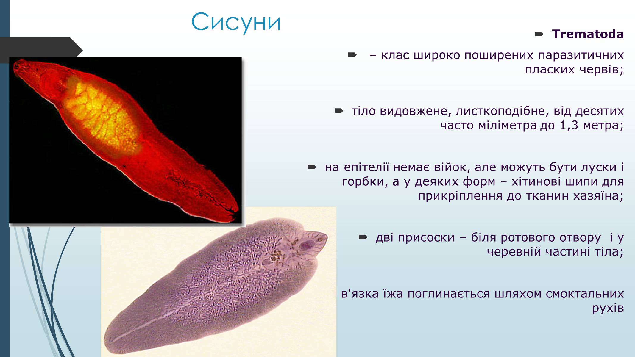Презентація на тему «Пласкі черви» - Слайд #21
