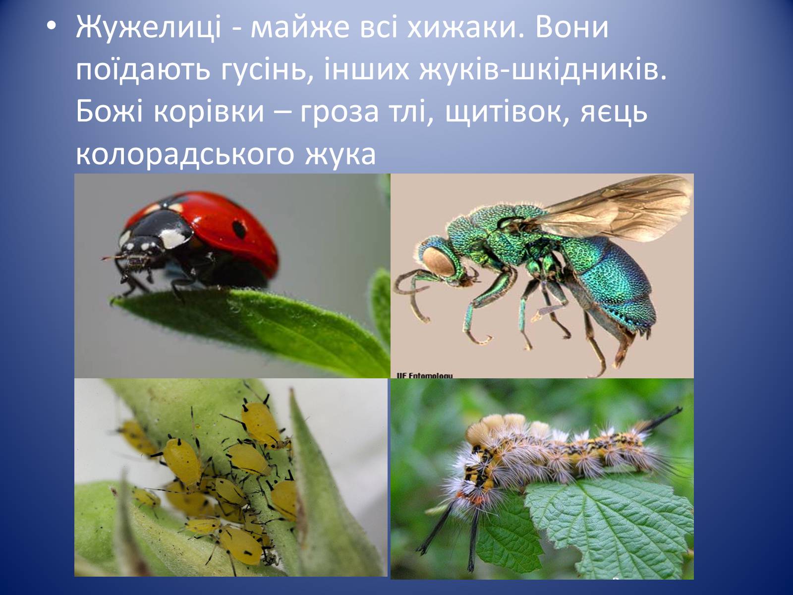 Презентація на тему «Значення комах в природі та житті людини» - Слайд #15