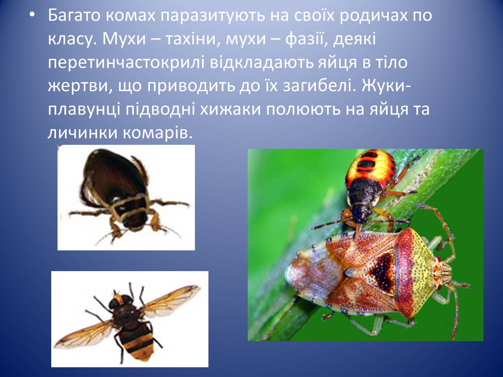 Презентація на тему «Значення комах в природі та житті людини» - Слайд #16