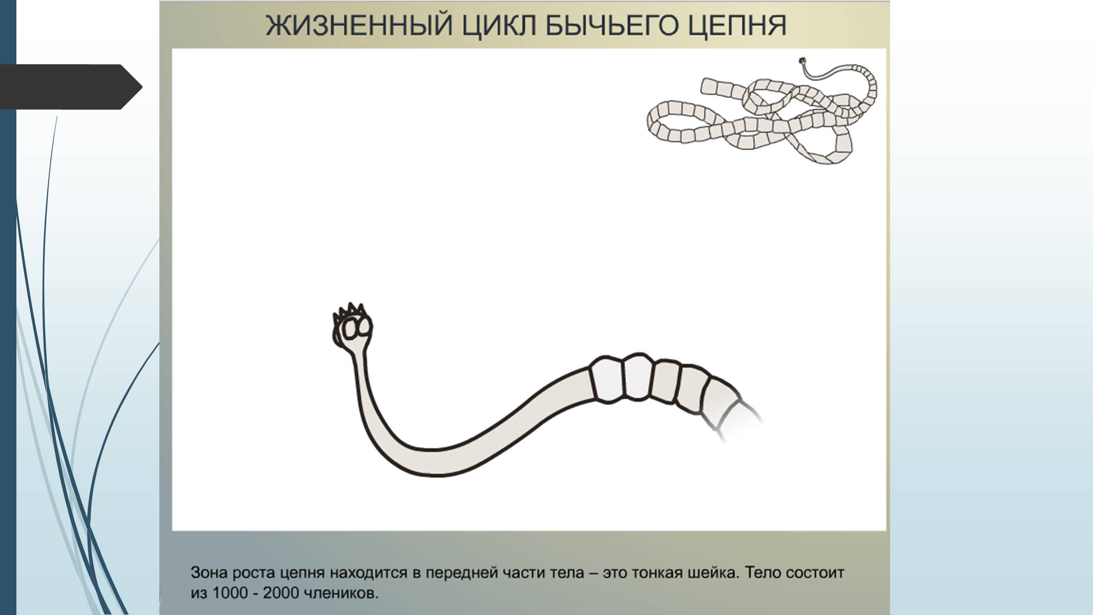 Презентація на тему «Пласкі черви» - Слайд #26