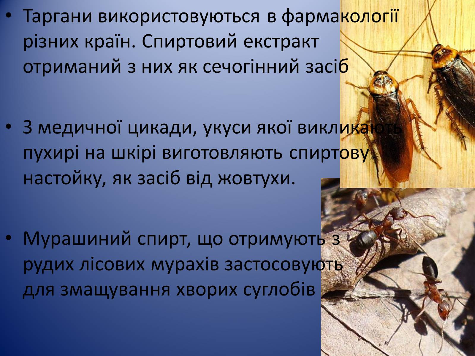 Презентація на тему «Значення комах в природі та житті людини» - Слайд #20