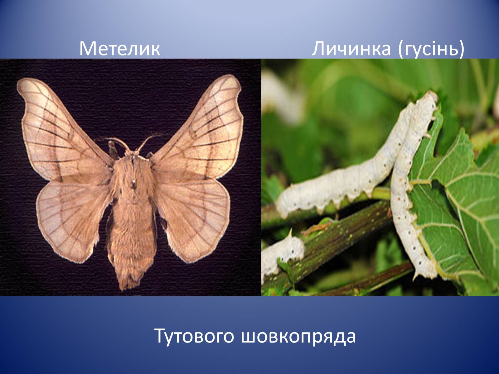 Презентація на тему «Значення комах в природі та житті людини» - Слайд #23