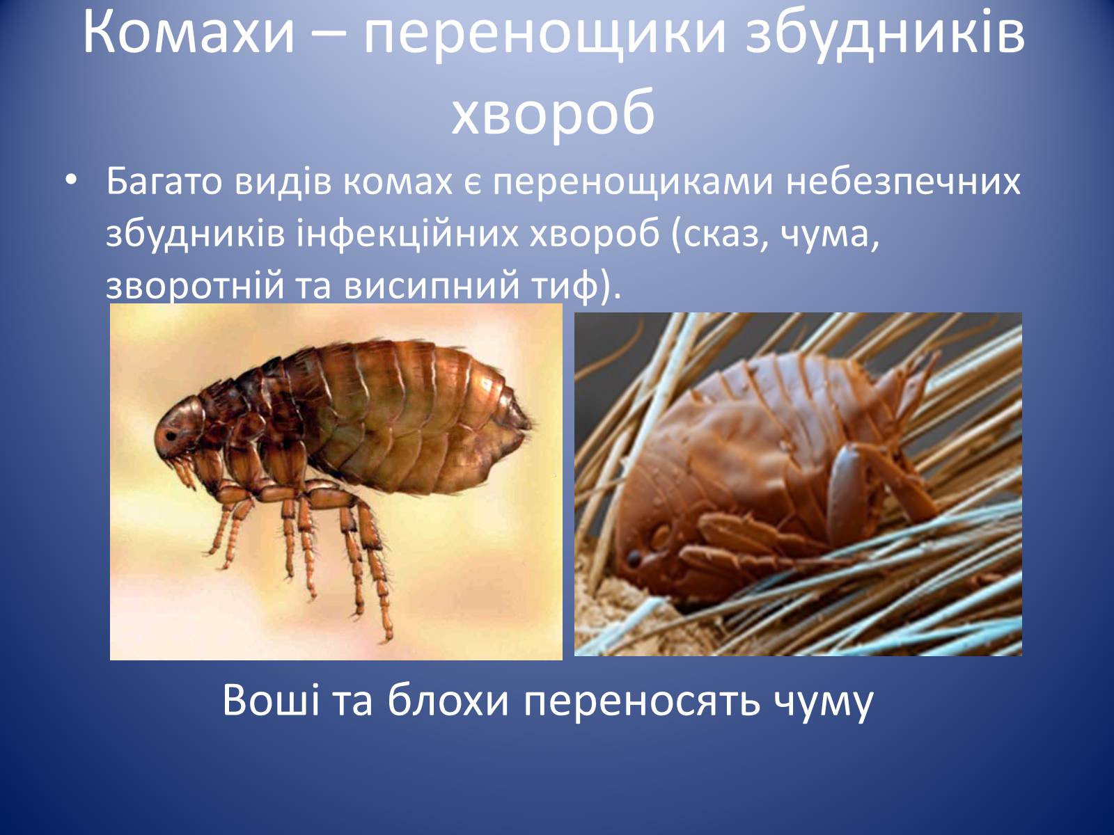 Презентація на тему «Значення комах в природі та житті людини» - Слайд #25