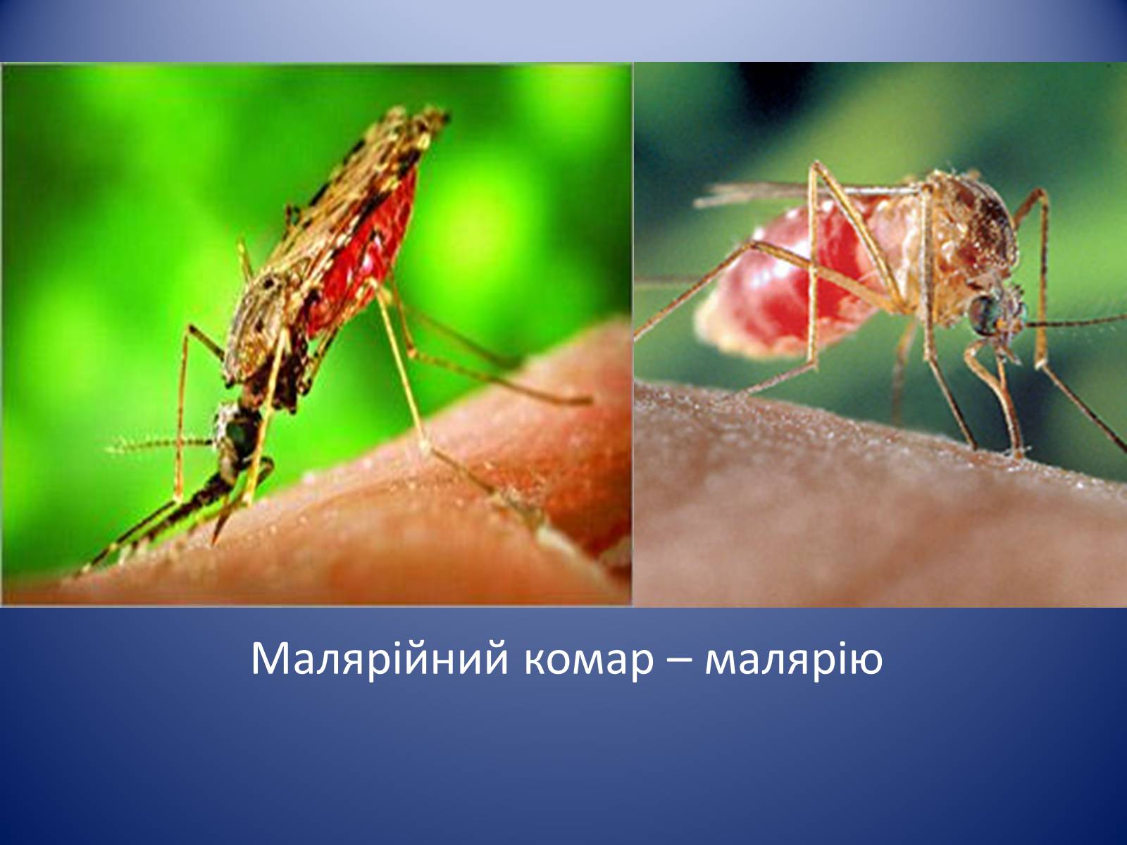 Презентація на тему «Значення комах в природі та житті людини» - Слайд #26