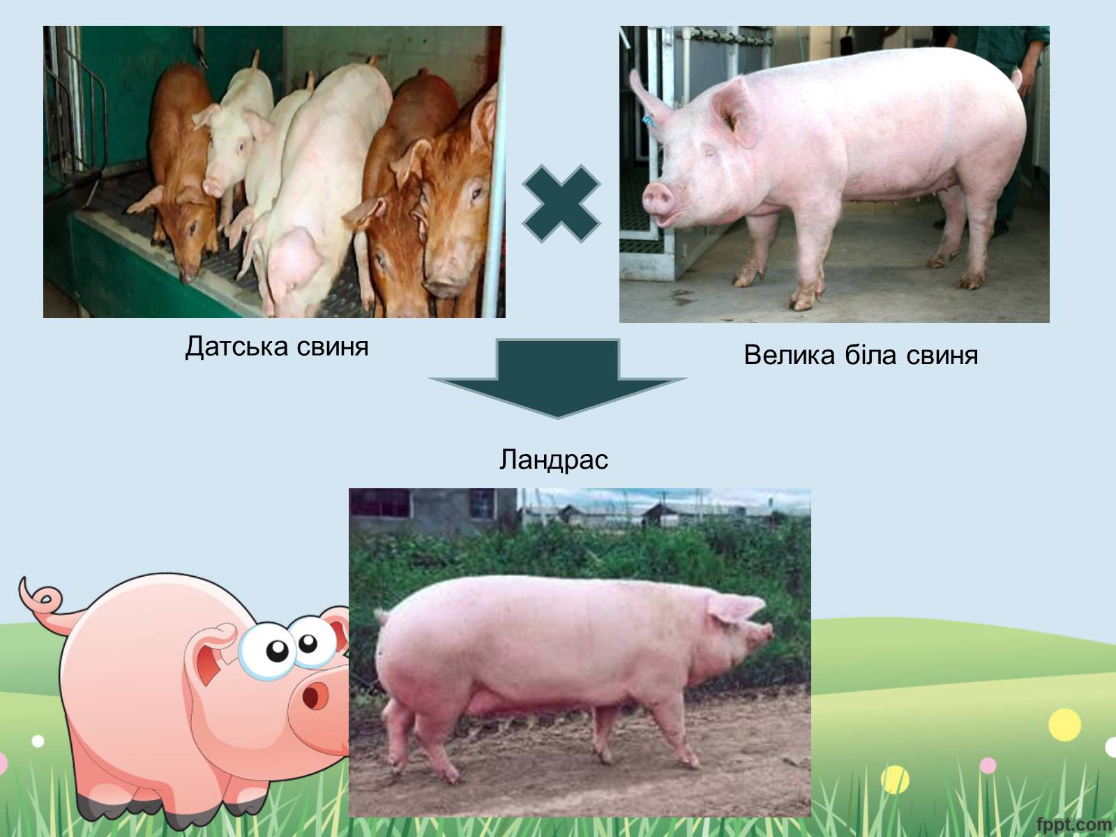 Презентація на тему «Порода свиней Ландрас» - Слайд #3