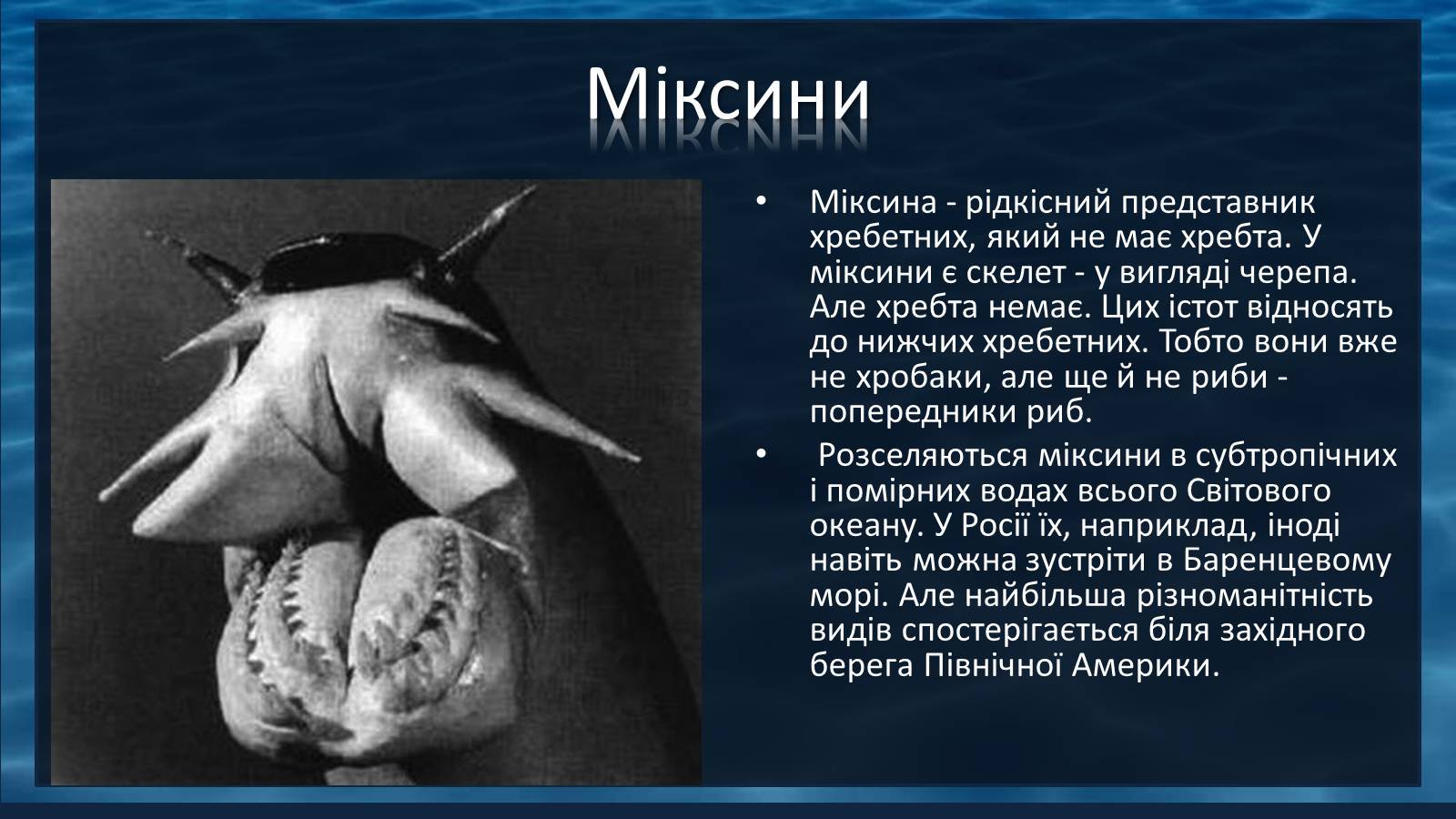 Презентація на тему «Міксини» - Слайд #8