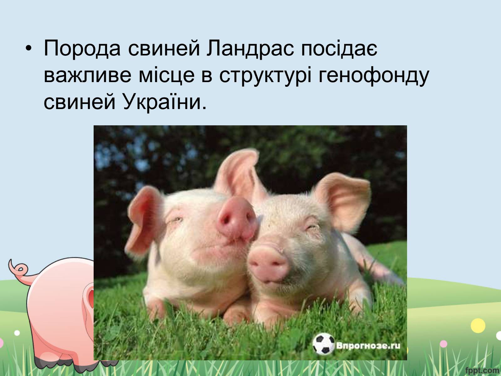 Презентація на тему «Порода свиней Ландрас» - Слайд #5