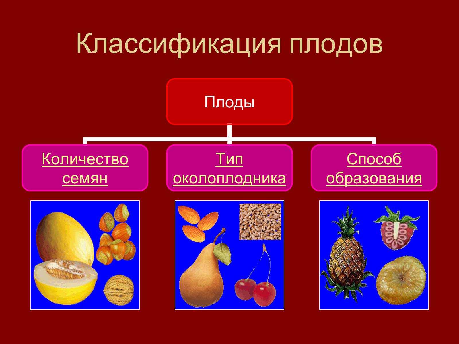 Классификация плодов и семян