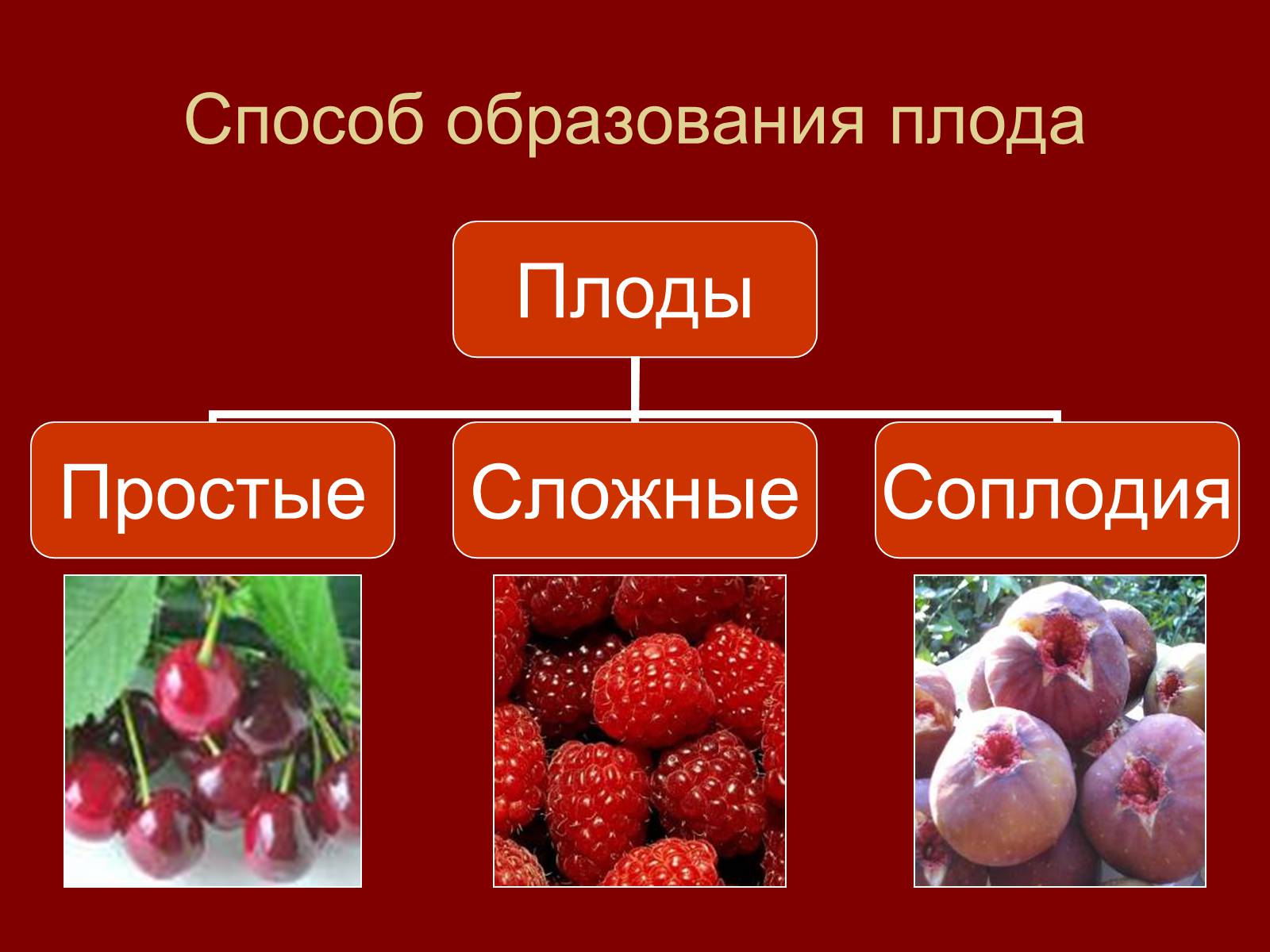 Простые плоды сложные плоды соплодия. Сложные плоды. Простые и сложные плоды. Сборные плоды. Плоды простые сложные соплодие.