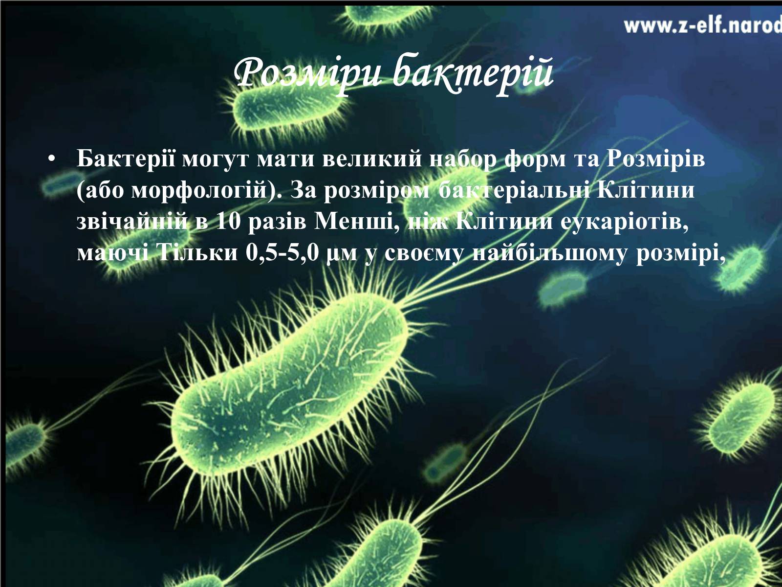 Презентація на тему «Бактерії та їх значення» - Слайд #6