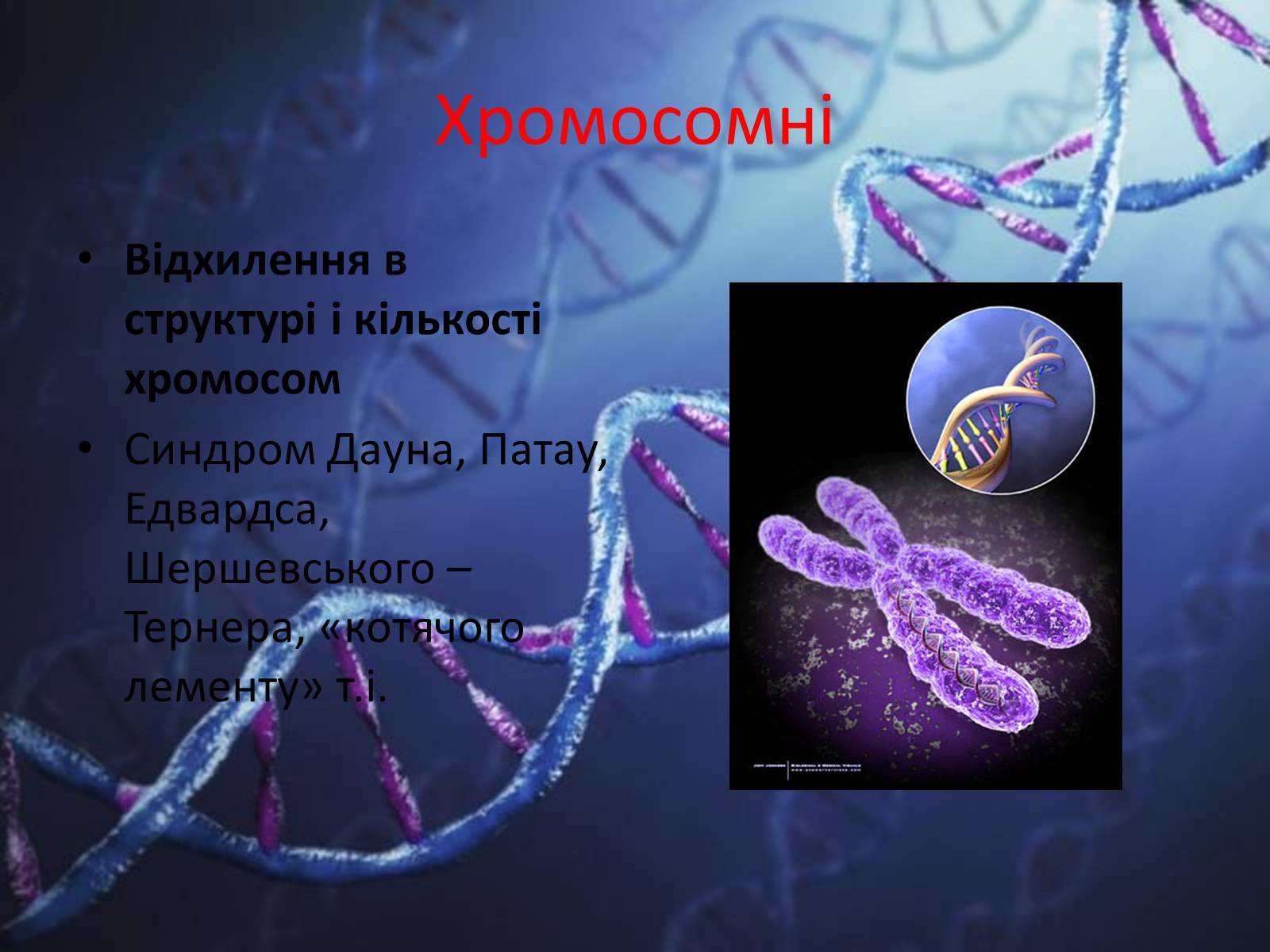 Презентація на тему «Генетичні захворювання людини» - Слайд #12