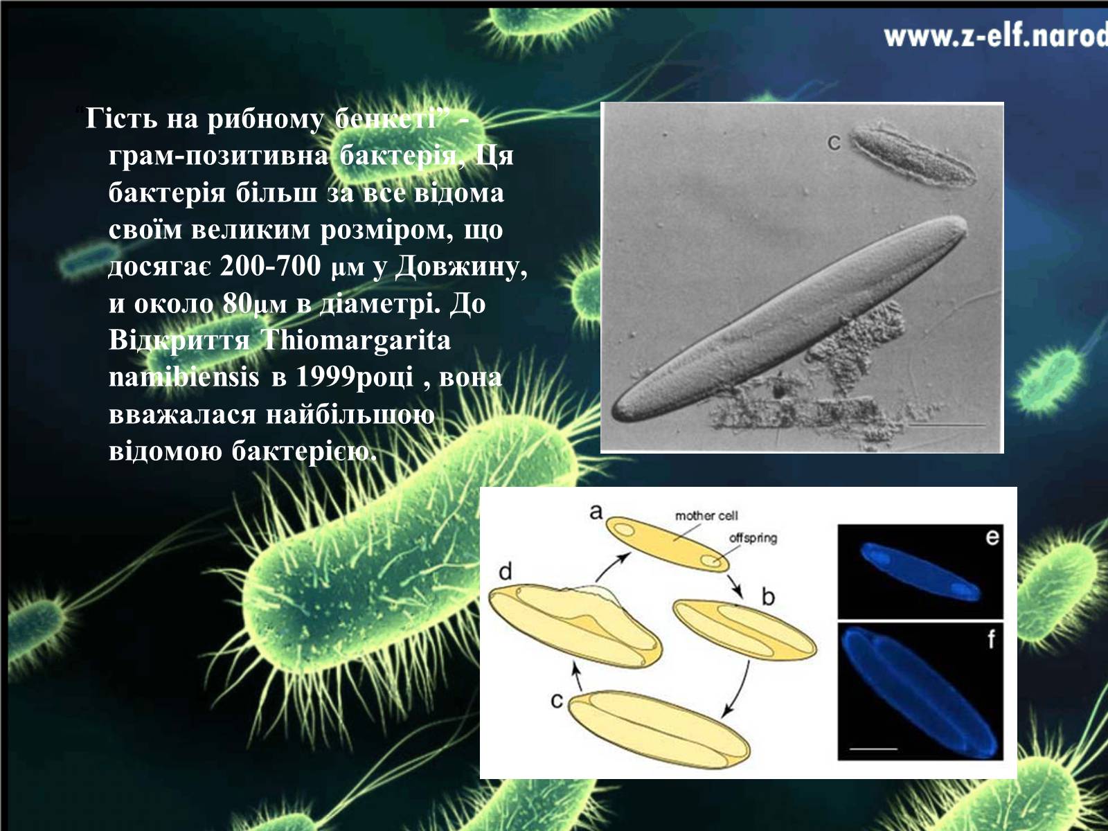 Презентація на тему «Бактерії та їх значення» - Слайд #8