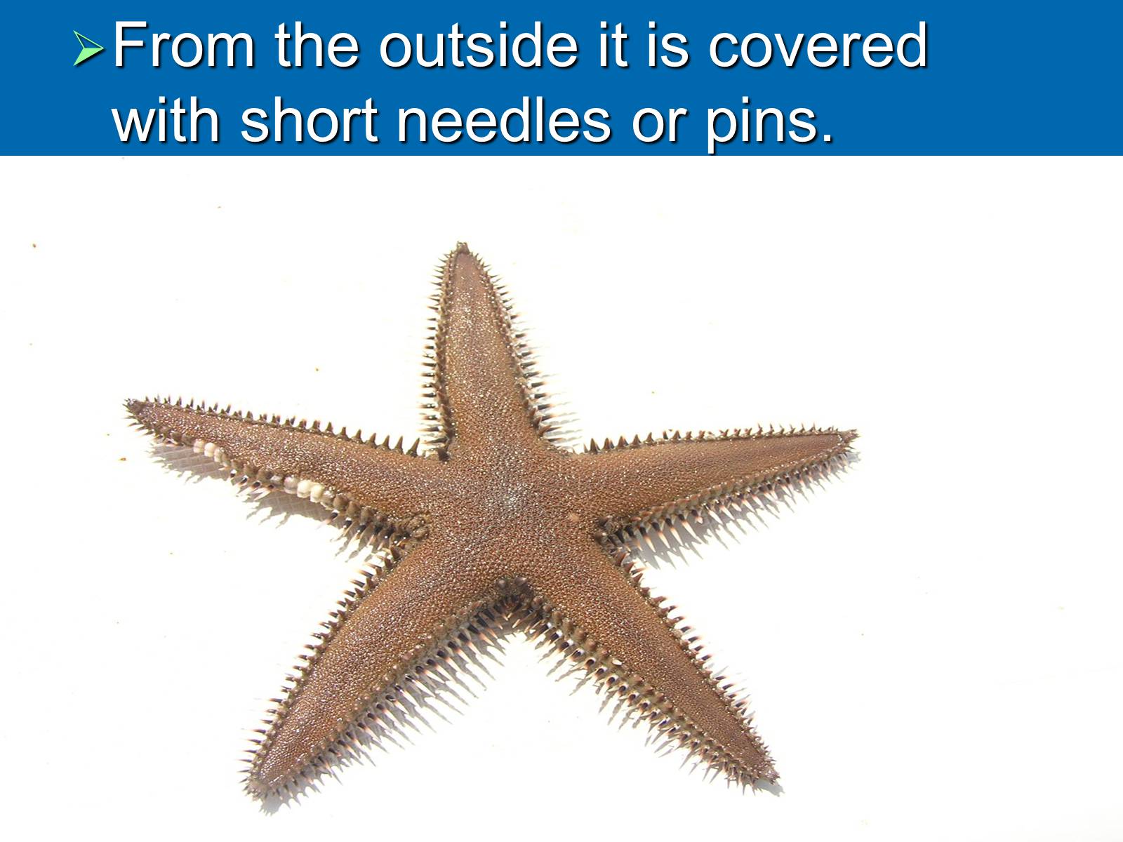 Презентація на тему «Starfish» - Слайд #6