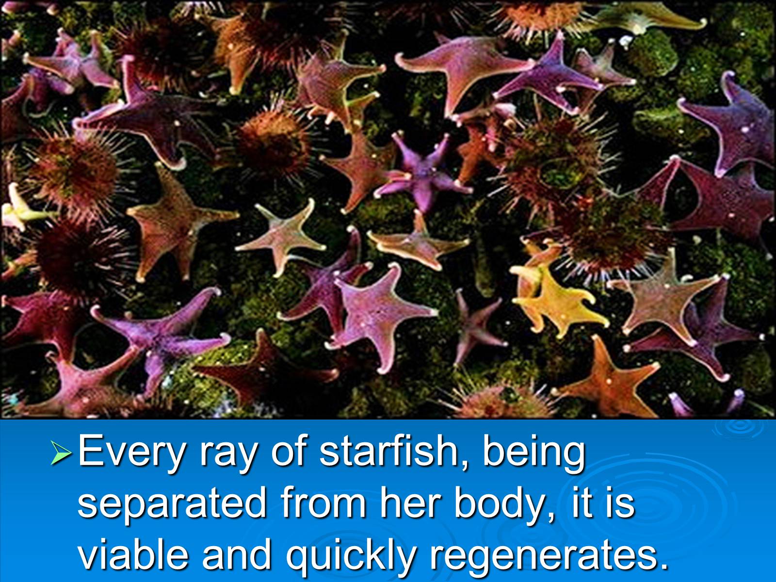 Презентація на тему «Starfish» - Слайд #7
