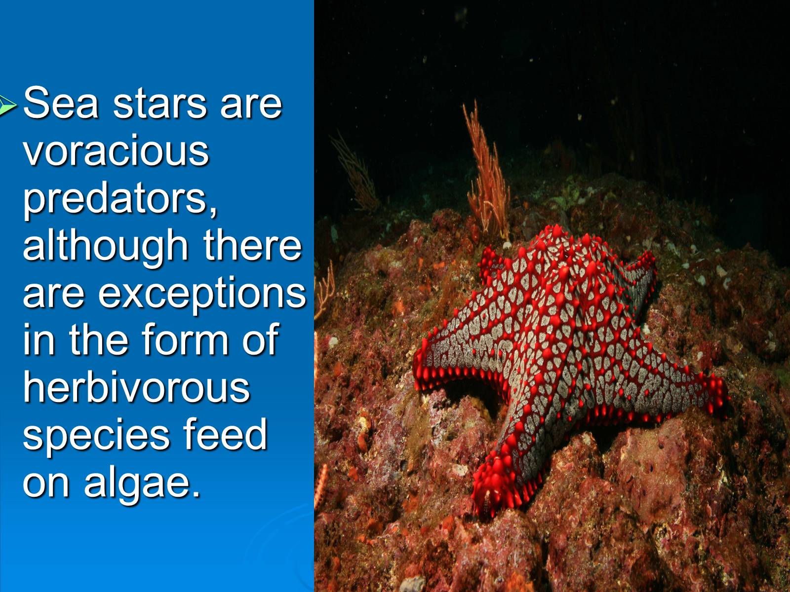 Презентація на тему «Starfish» - Слайд #8