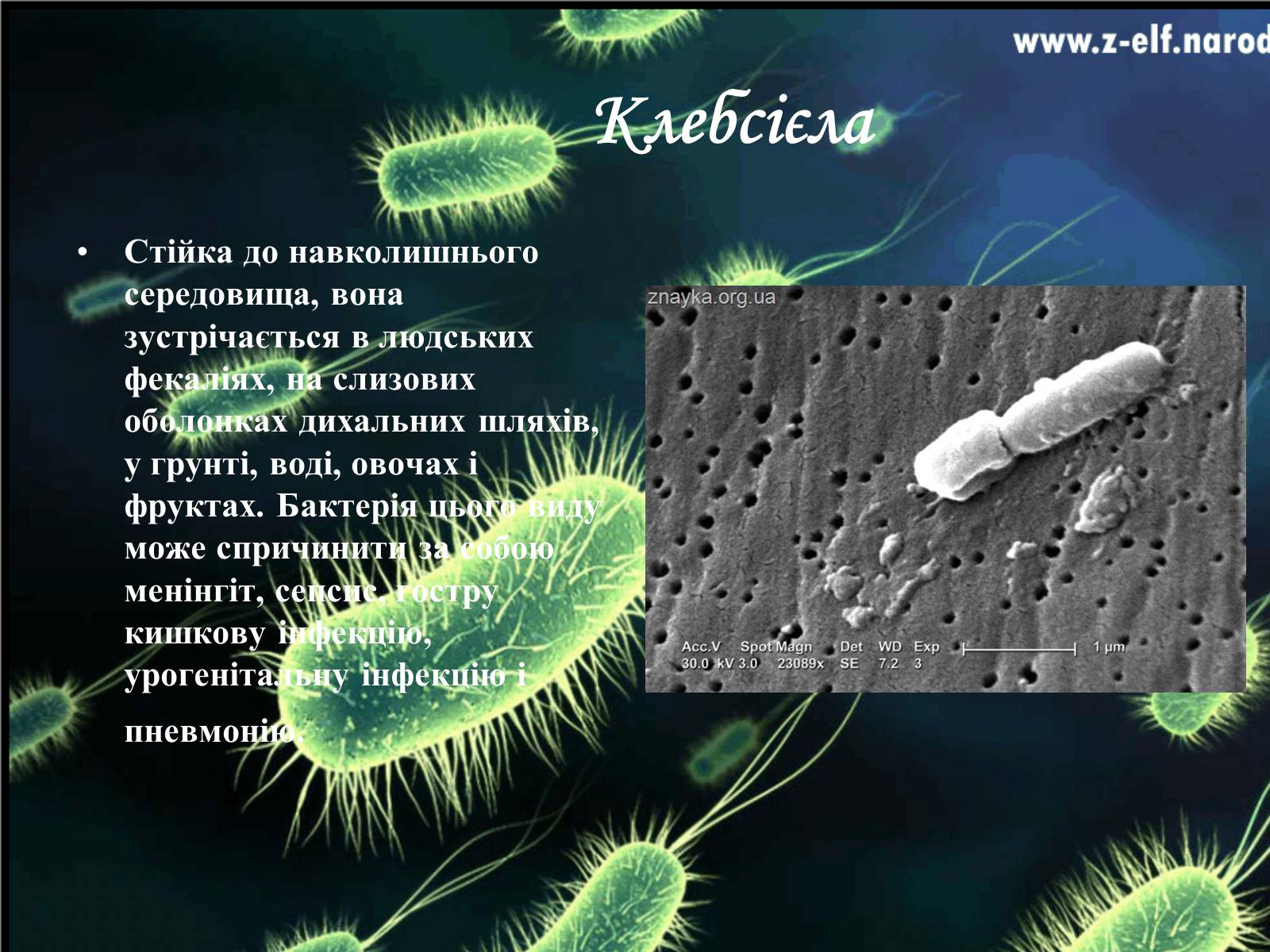 Презентація на тему «Бактерії та їх значення» - Слайд #12