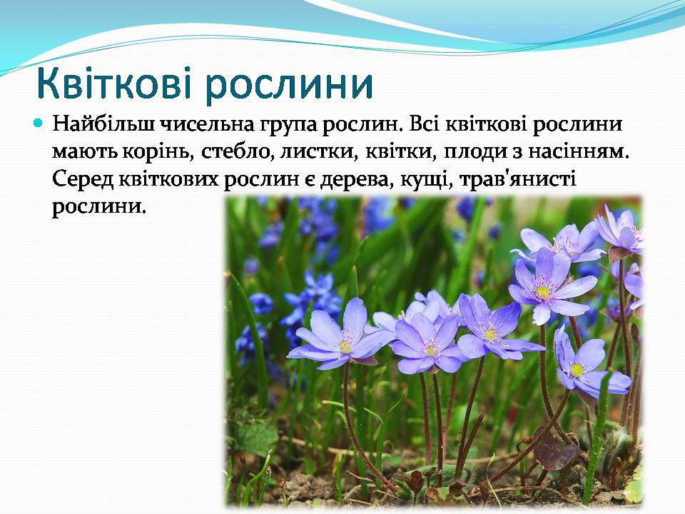 Презентація на тему «Різноманітність видів рослин у природі» - Слайд #11
