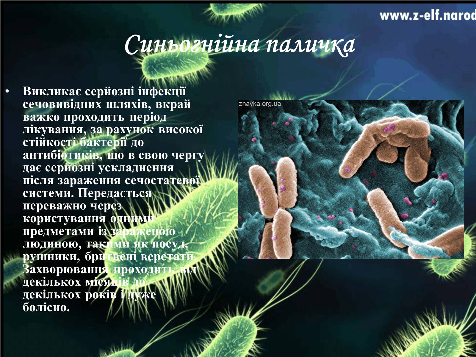 Презентація на тему «Бактерії та їх значення» - Слайд #13